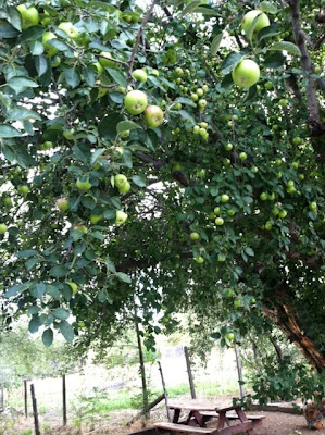 An apple tree in Tesuque