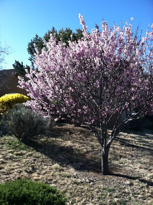 Fruit tree blooming in Santa Fe